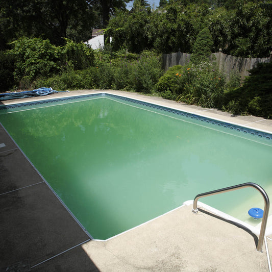<strong>Algae Basics</strong> for Beginners