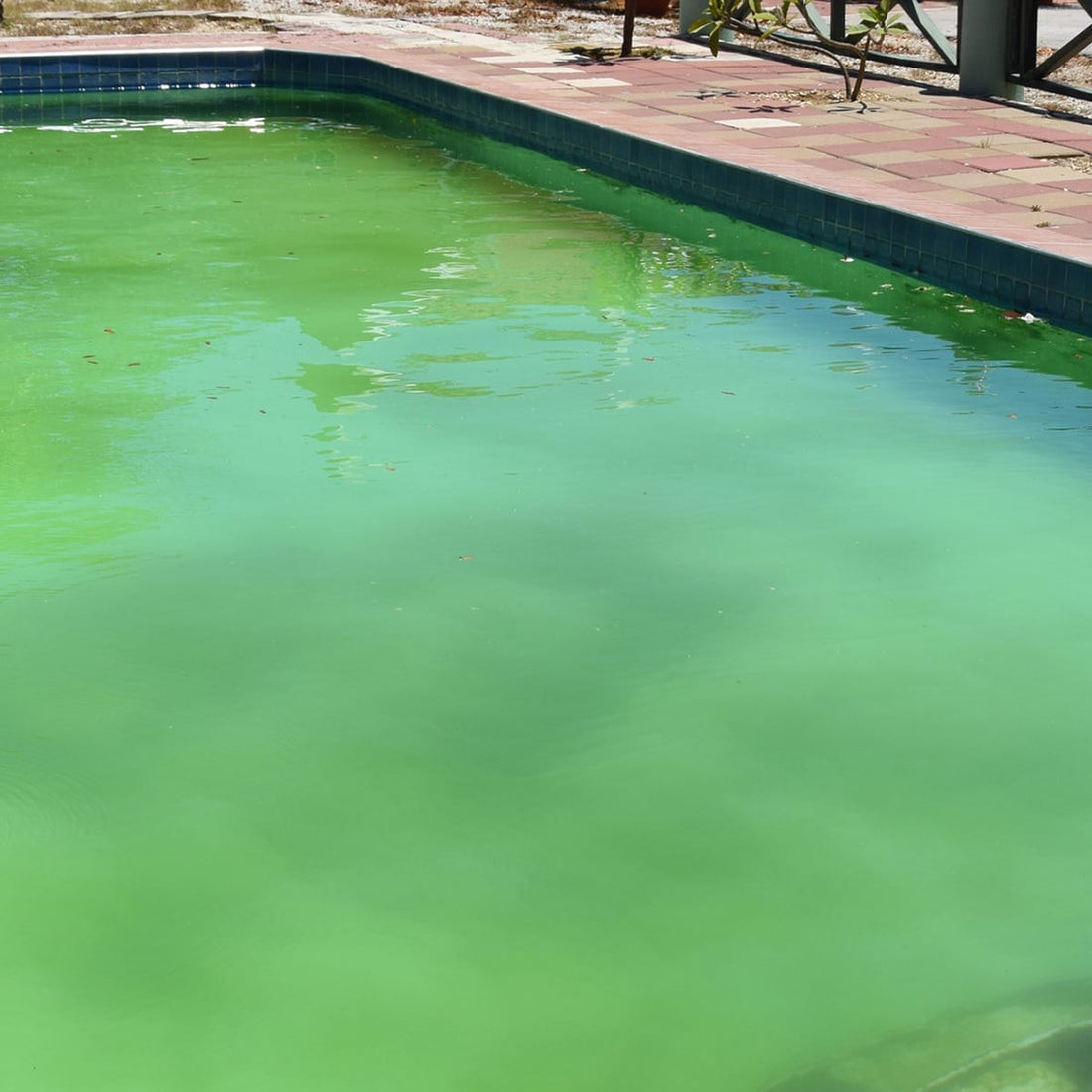 Algae