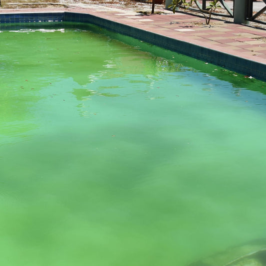 Algae
